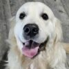 Snowy River's Rip Wheeler Legacy Of Poncho (Sire)