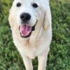 Snowy River's Vin Diesel Of Rus Pekos Krasavec (Sire) - Image 7