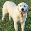Snowy River's Vin Diesel Of Rus Pekos Krasavec (Sire) - Image 13