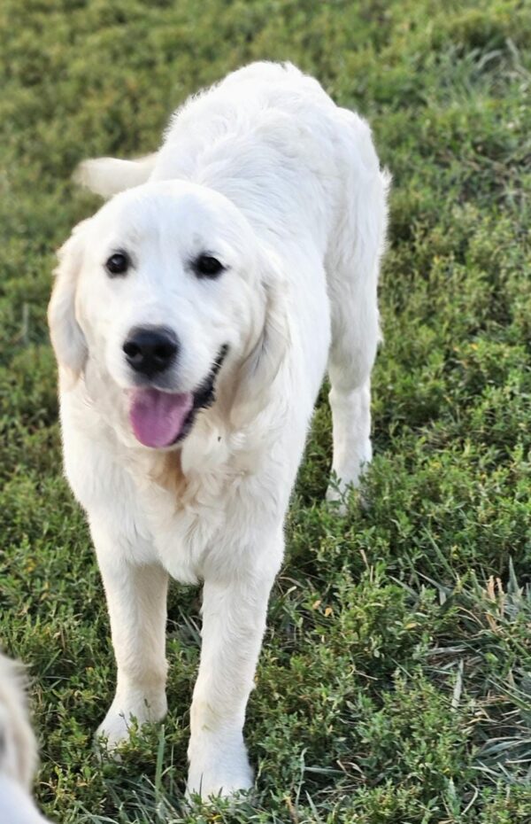 Snowy River's Vin Diesel Of Rus Pekos Krasavec (Sire) - Image 9