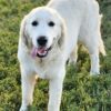 Snowy River's Vin Diesel Of Rus Pekos Krasavec (Sire) - Image 10