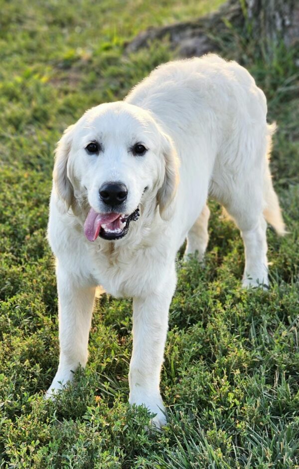 Snowy River's Vin Diesel Of Rus Pekos Krasavec (Sire) - Image 5