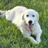 Snowy River's Vin Diesel Of Rus Pekos Krasavec (Sire) - Image 11