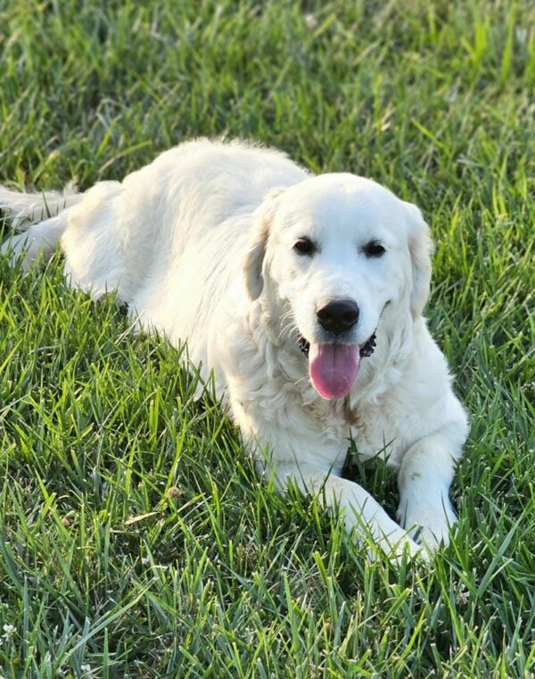 Snowy River's Vin Diesel Of Rus Pekos Krasavec (Sire) - Image 6
