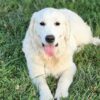 Snowy River's Vin Diesel Of Rus Pekos Krasavec (Sire) - Image 8