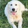 Snowy River's Vin Diesel Of Rus Pekos Krasavec (Sire) - Image 12