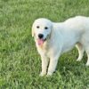 Snowy River's Vin Diesel Of Rus Pekos Krasavec (Sire) - Image 9