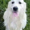 Snowy River's Rip Wheeler Legacy Of Poncho (Sire) - Image 4