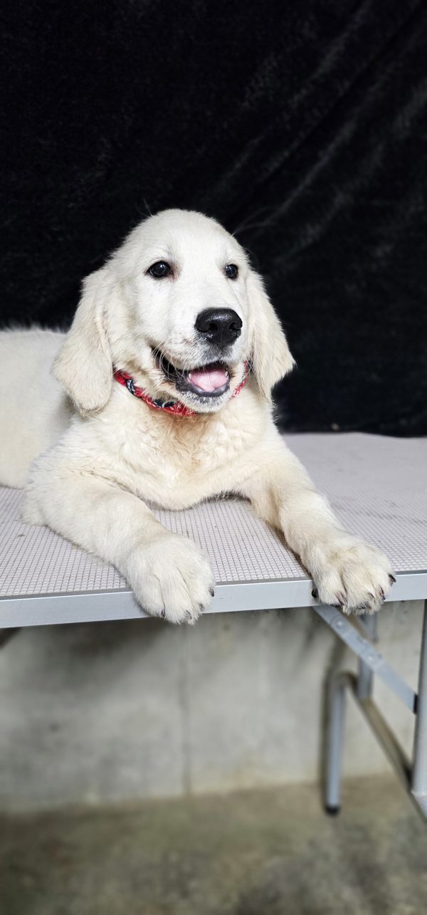 Gideon-male (Available) - Image 19