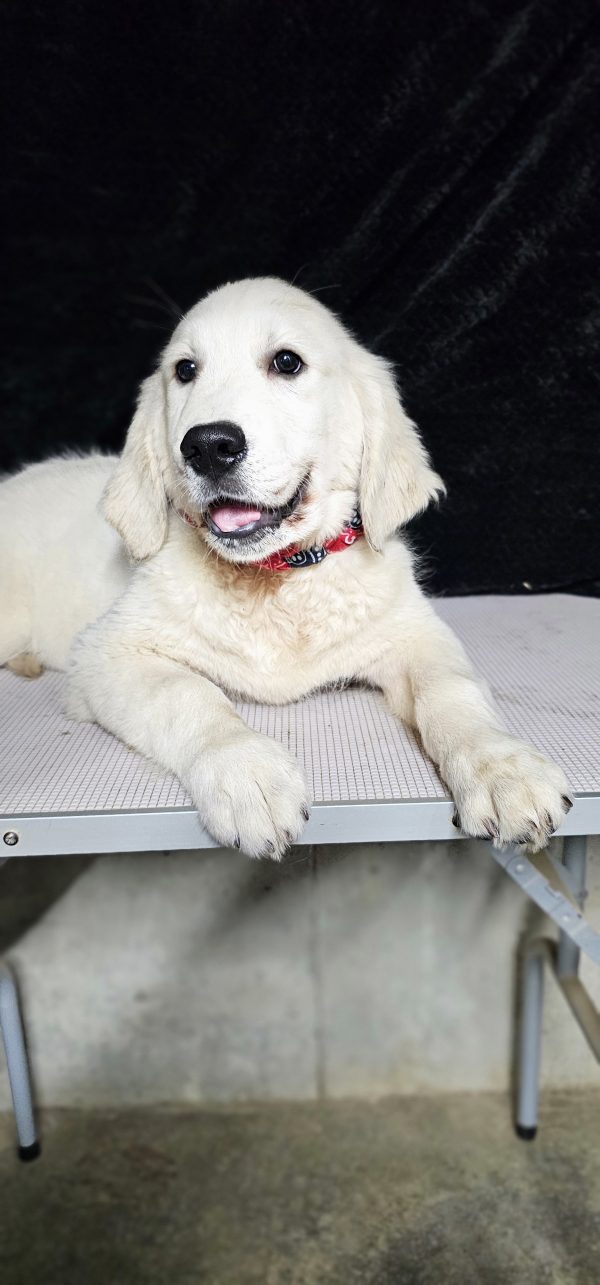 Gideon-male (Available) - Image 17