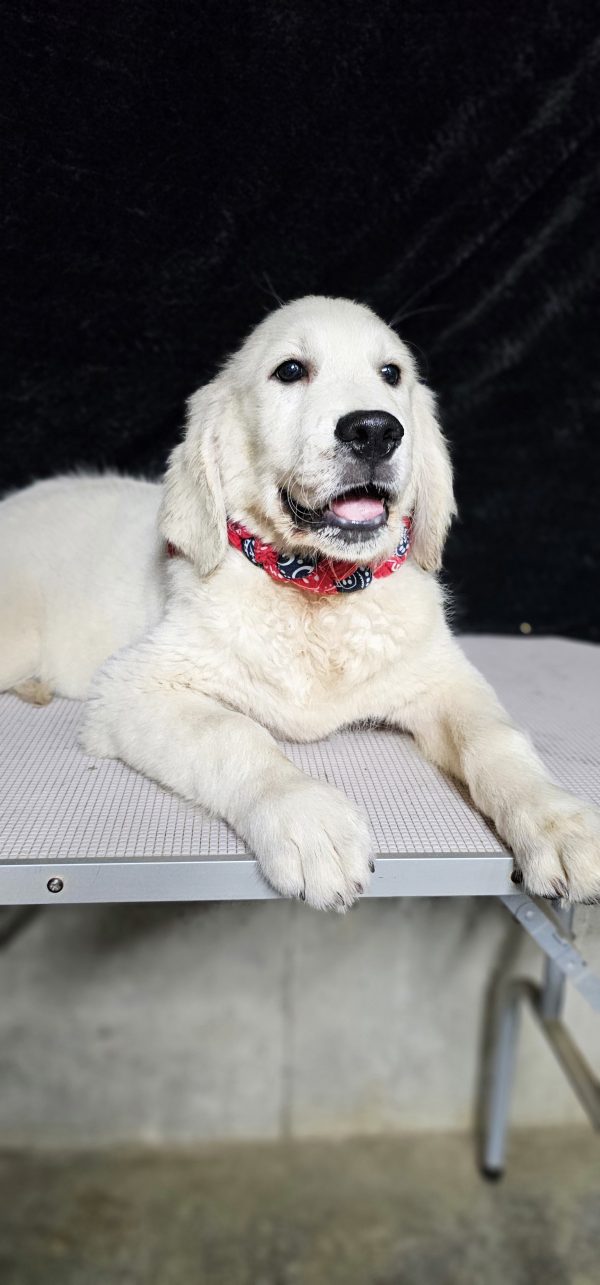 Gideon-male (Available) - Image 26