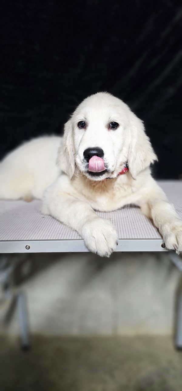 Gideon-male (Available) - Image 23