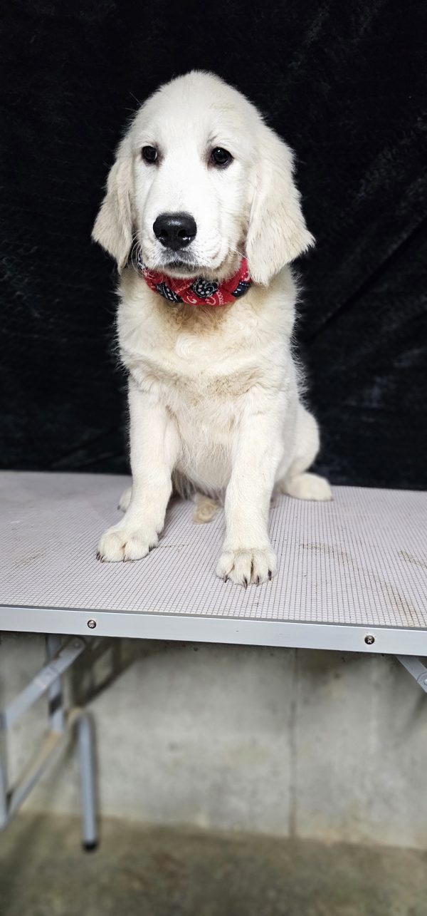 Gideon-male (Available) - Image 18