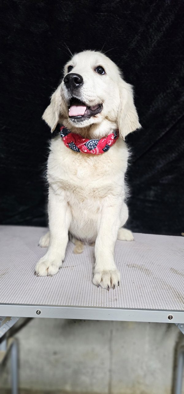 Gideon-male (Available) - Image 22