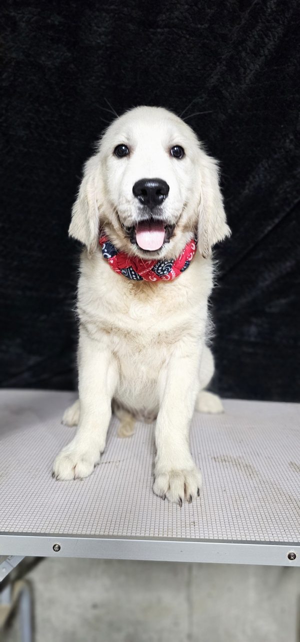 Gideon-male (Available) - Image 14