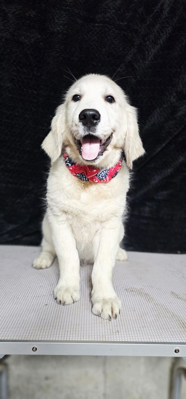Gideon-male (Available) - Image 21