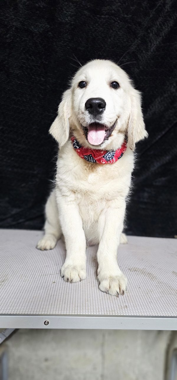 Gideon-male (Available) - Image 27
