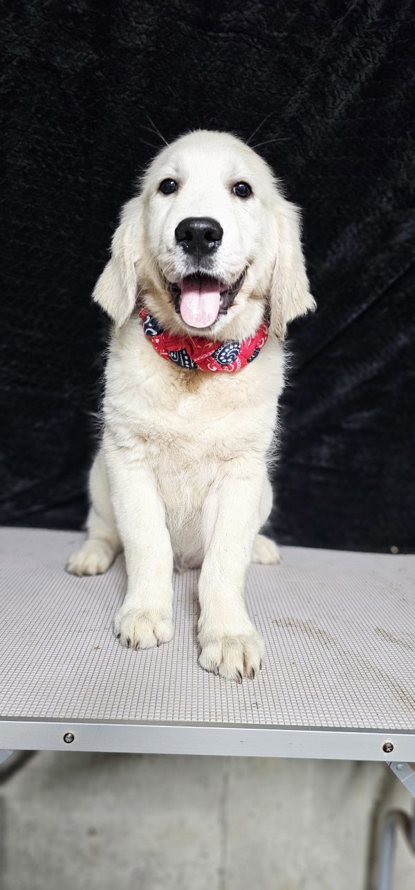 Gideon-male (Available) - Image 13