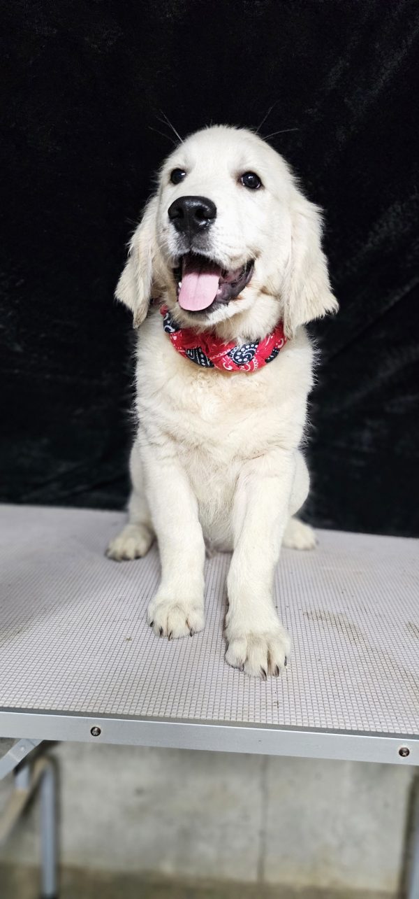 Gideon-male (Available) - Image 12