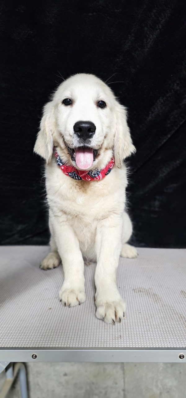 Gideon-male (Available) - Image 25
