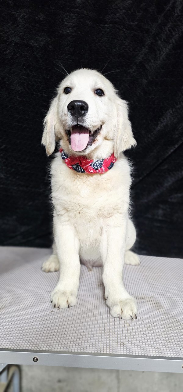 Gideon-male (Available) - Image 15
