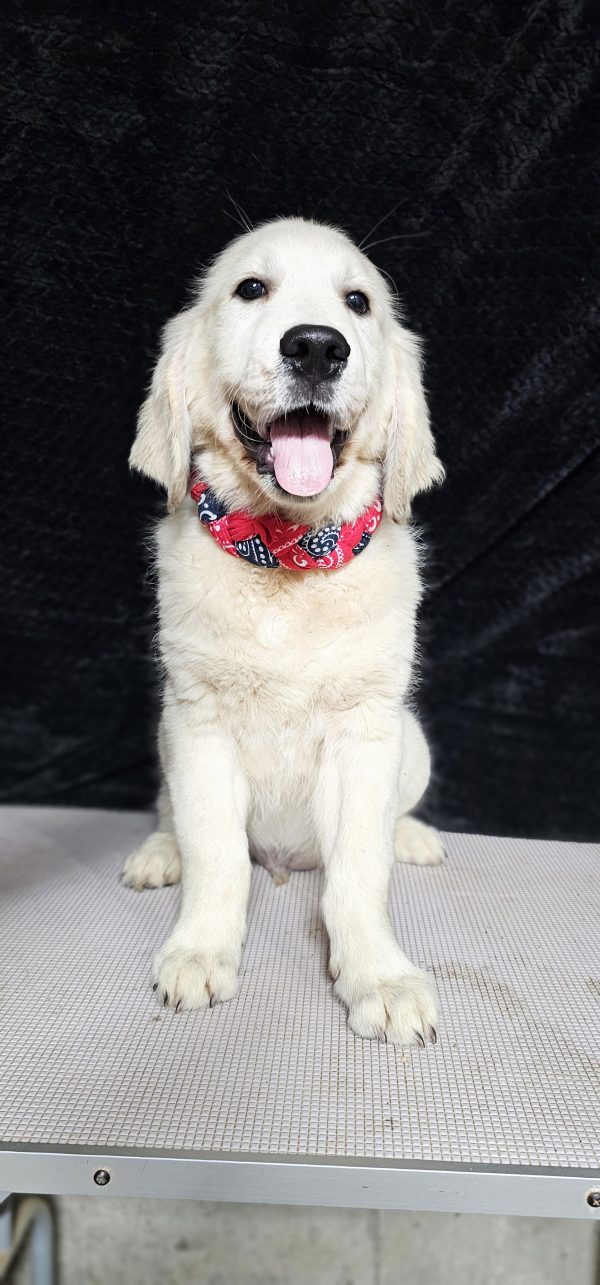 Gideon-male (Available) - Image 24