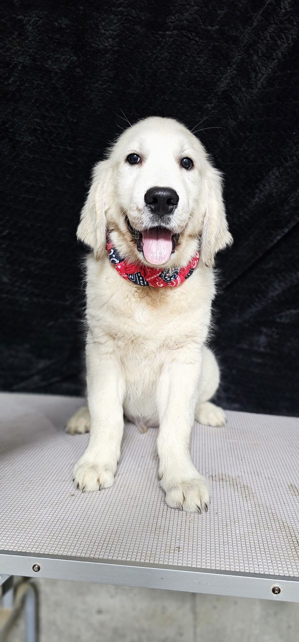 Gideon-male (Available) - Image 20