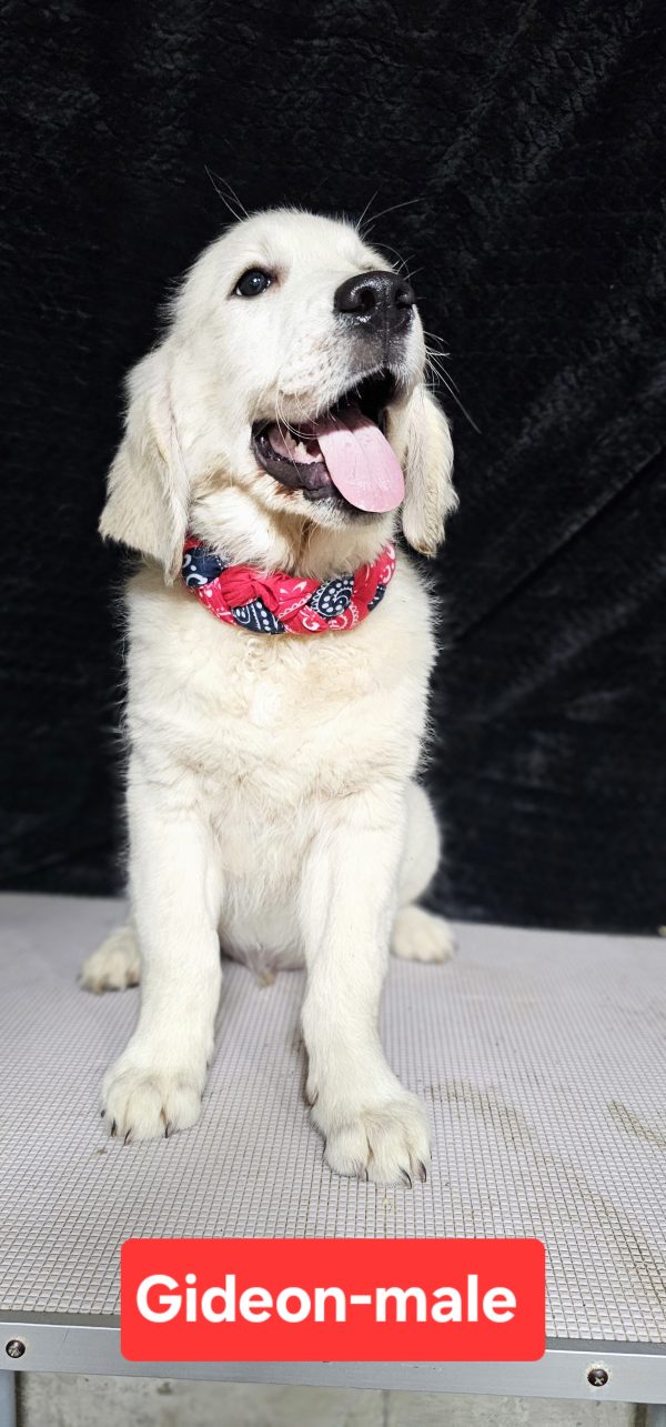 Gideon-male (Available) - Image 16