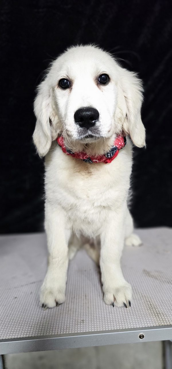 Thumper-male (Available) - Image 17