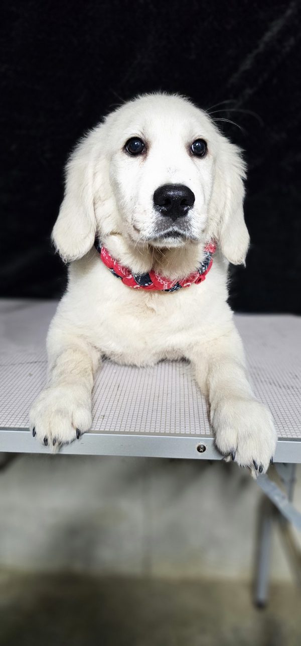 Thumper-male (Available) - Image 16
