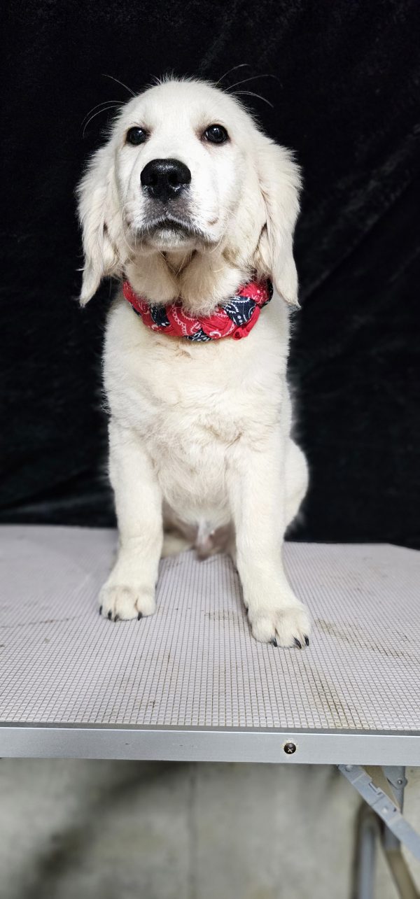 Thumper-male (Available) - Image 15