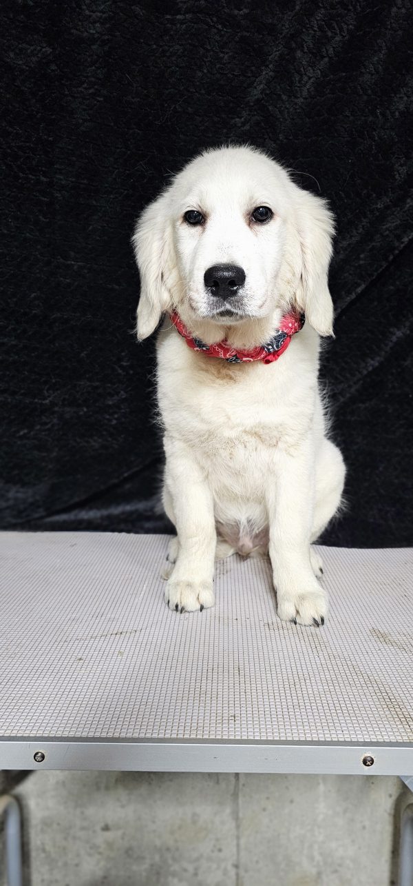 Thumper-male (Available) - Image 18