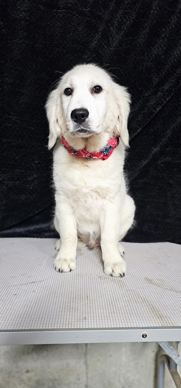 Thumper-male (Available) - Image 14