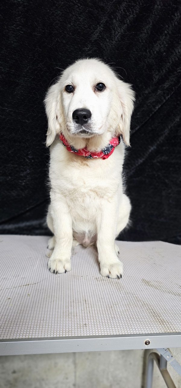 Thumper-male (Available) - Image 20