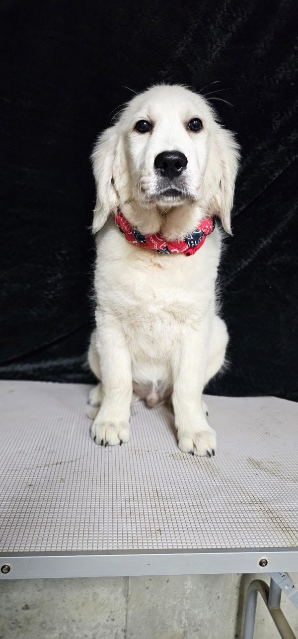 Thumper-male (Available) - Image 19