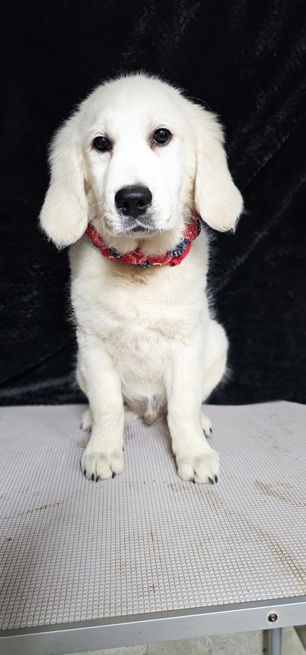 Thumper-male (Available) - Image 12