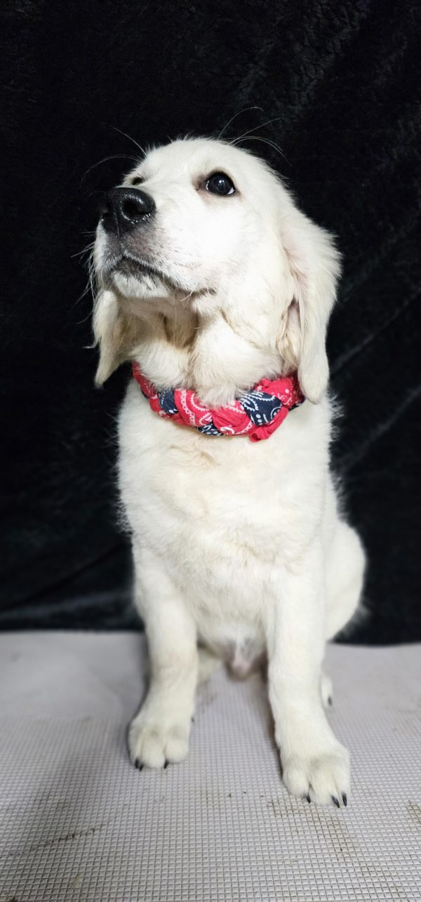 Thumper-male (Available) - Image 21