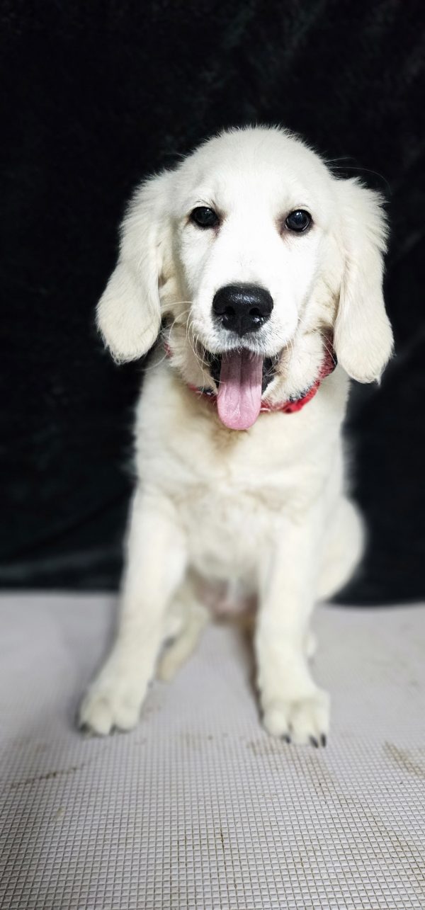 Thumper-male (Available) - Image 22