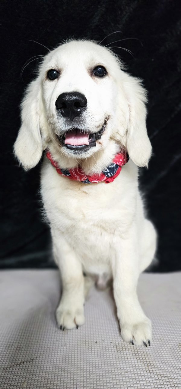 Thumper-male (Available) - Image 13