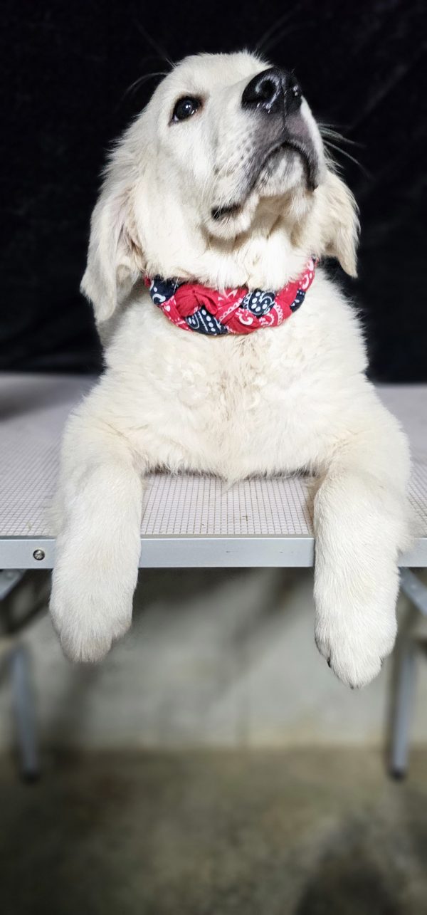 Bugs Bunny-male (Available) - Image 17