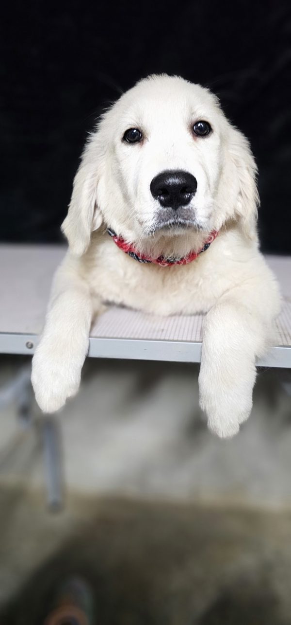Bugs Bunny-male (Available) - Image 15