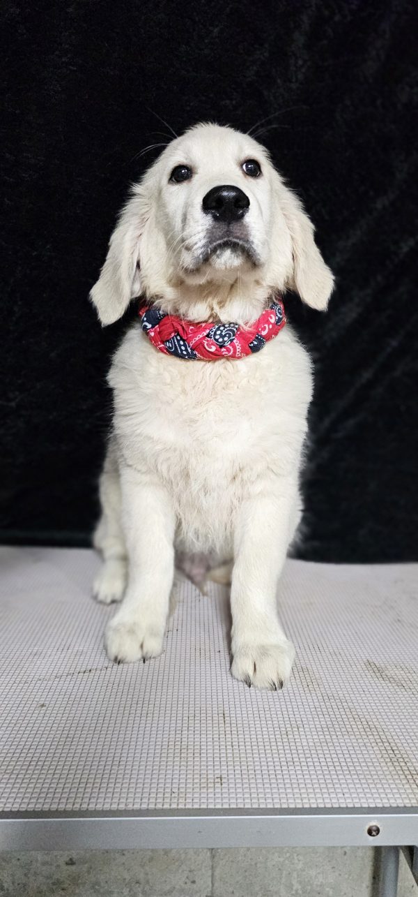 Bugs Bunny-male (Available) - Image 16