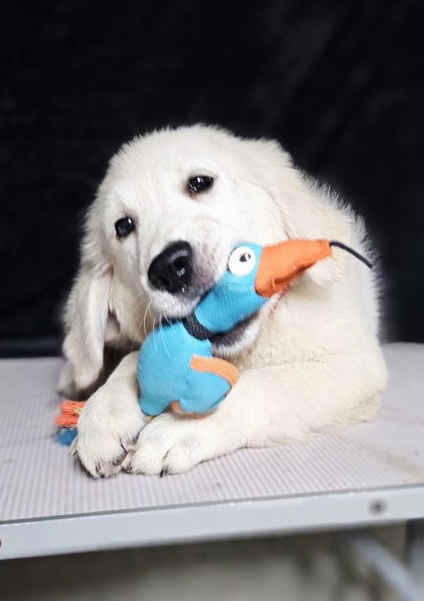 Bugs Bunny-male (Available) - Image 11