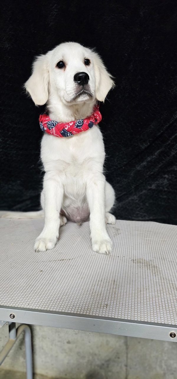 Cophen-male (Available) - Image 34