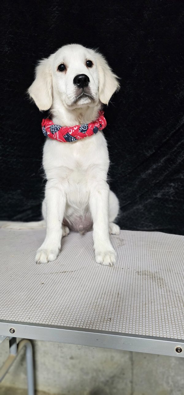 Cophen-male (Available) - Image 29