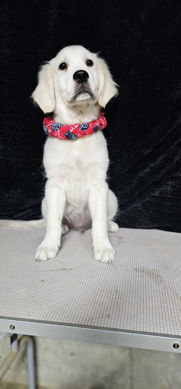 Cophen-male (Available) - Image 35