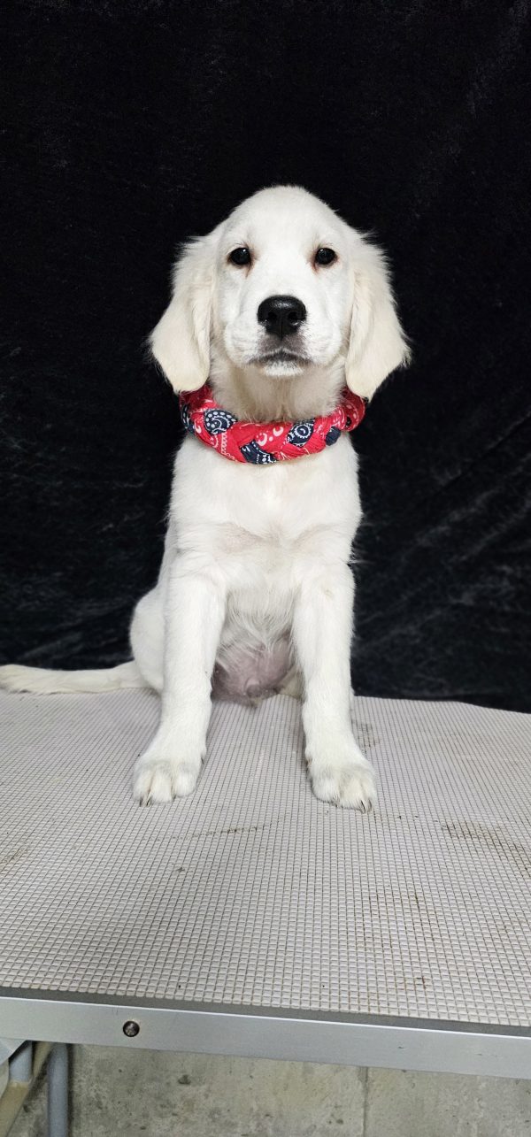 Cophen-male (Available) - Image 28