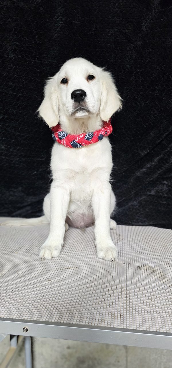 Cophen-male (Available) - Image 31