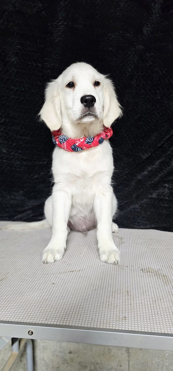 Cophen-male (Available) - Image 32