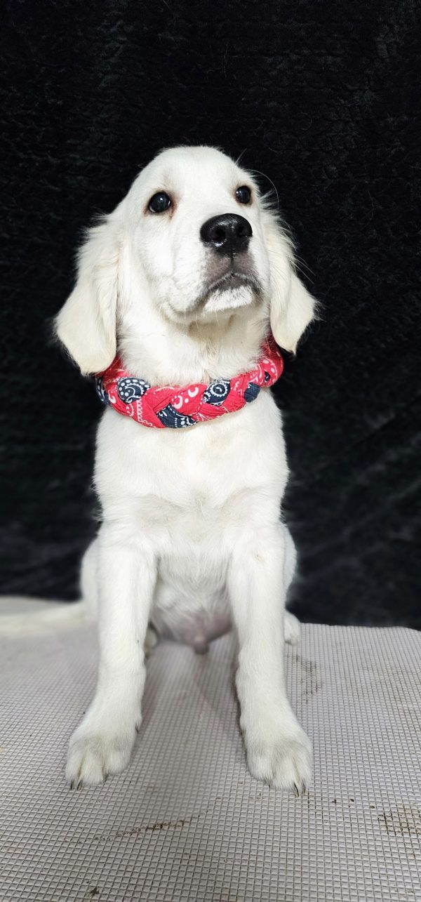 Cophen-male (Available) - Image 18